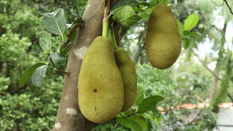 Exotiska frukter och deras hälsofördelar, foto 5