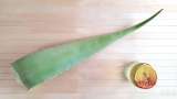Aloe Vera macerat med honung - Förberedelse steg 1