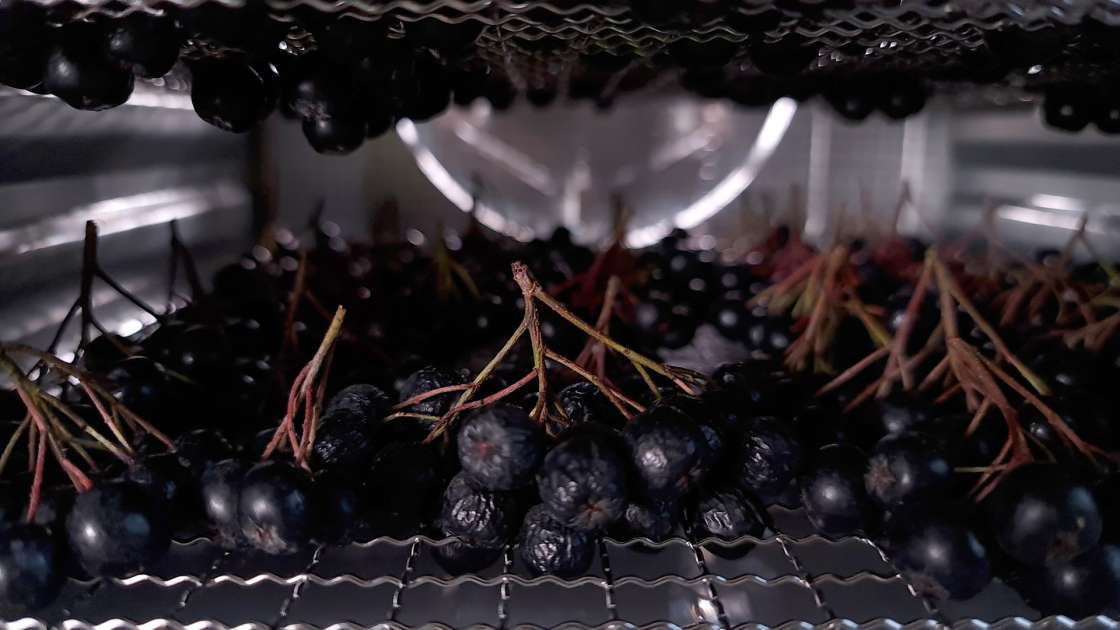 Torkning av aronia i en dehydrator, foto 3