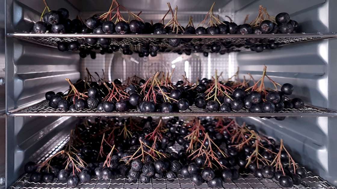 Torkning av aronia i en dehydrator, foto 5