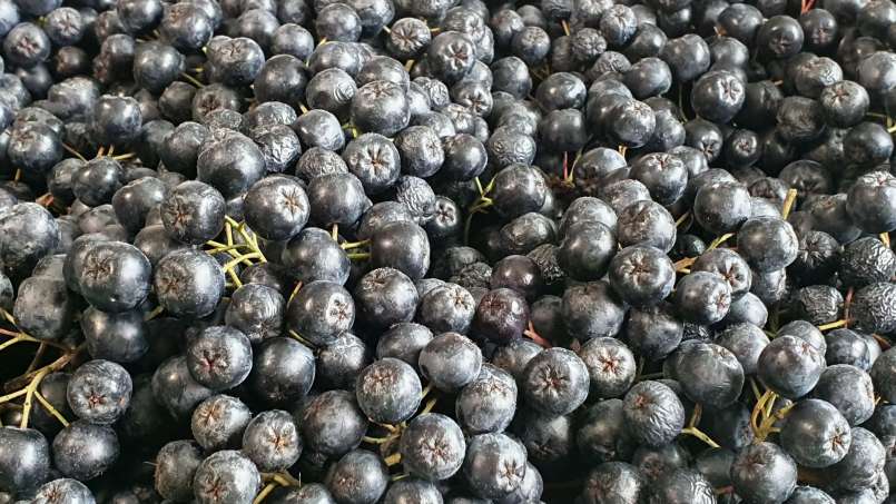 Aronia sirap med honung, foto 10
