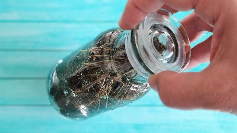 Tinktur av timjan, foto 4