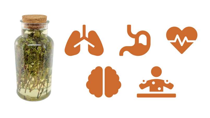 Timjan macererar med honung, foto 1