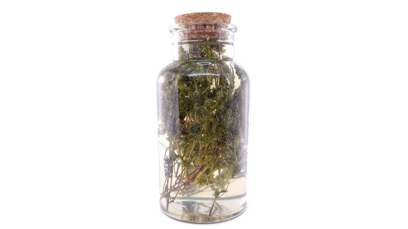 Timjan macererar med honung, foto 3