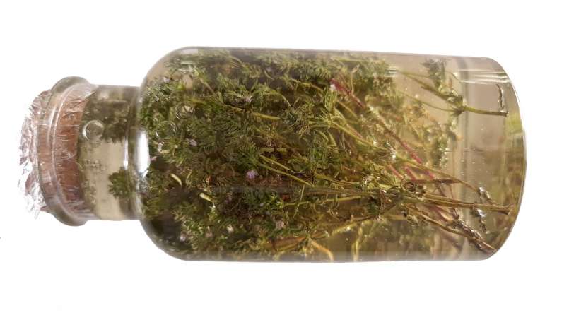 Timjan macererar med honung, foto 5