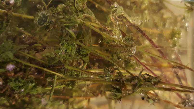 Timjan macererar med honung, foto 8