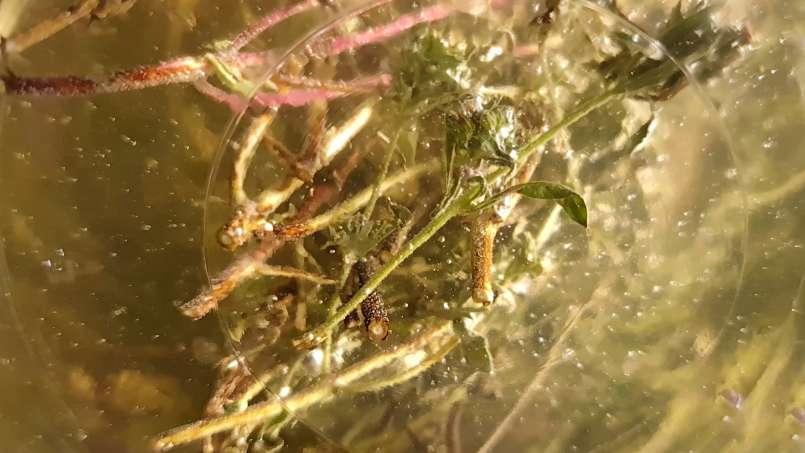 Timjan macererar med honung, foto 9