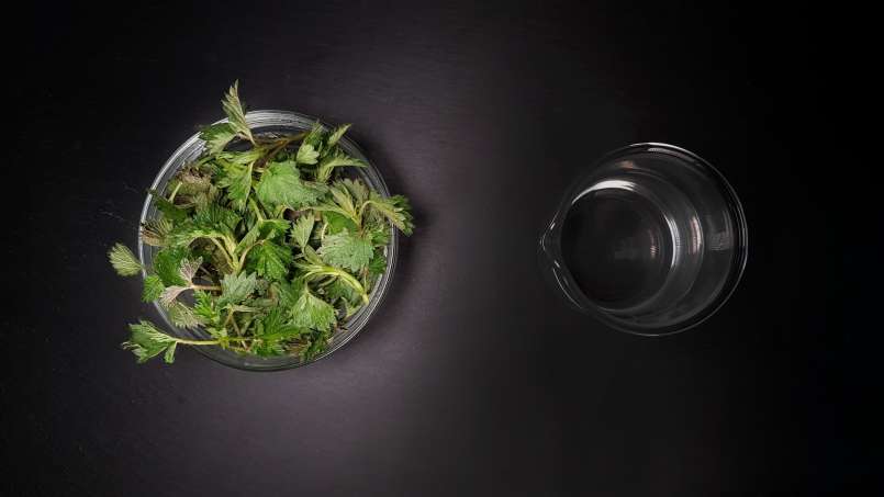 Tinktur av nässlor, foto 1